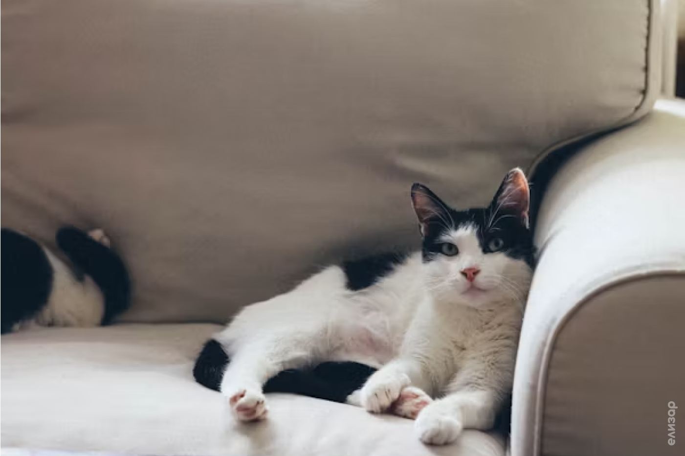 Казнить кота нельзя, помиловать