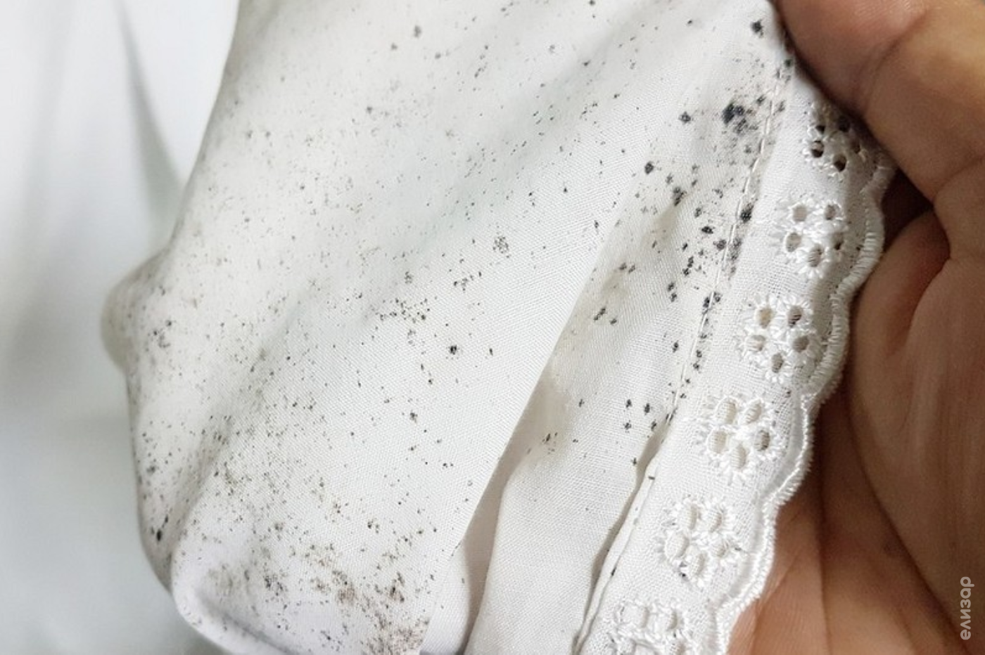 Опасность плесени в доме